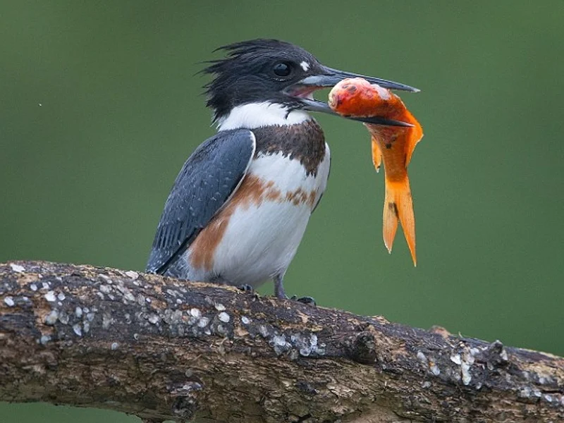 Kingfisher catches huge goldfish