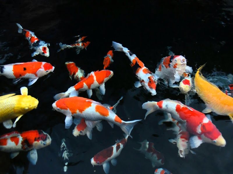 Koi are widely seen as a sign of good fortune