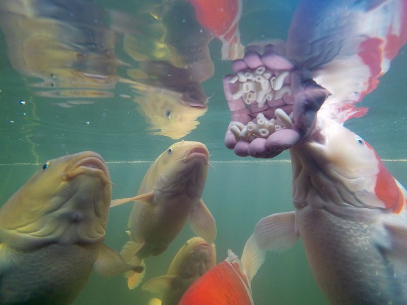 Can Koi Fish Eat Dog Food? 3 Fun Treats to Feed Koi Instead