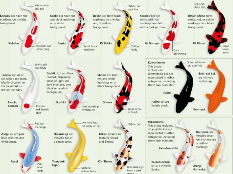 Koi fish come in variety of colors and types