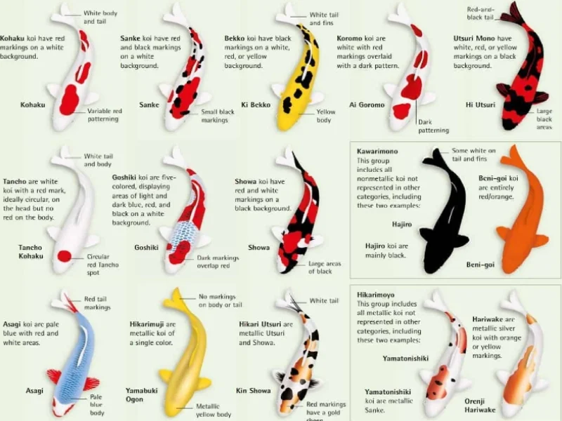 Koi fish come in variety of colors and types
