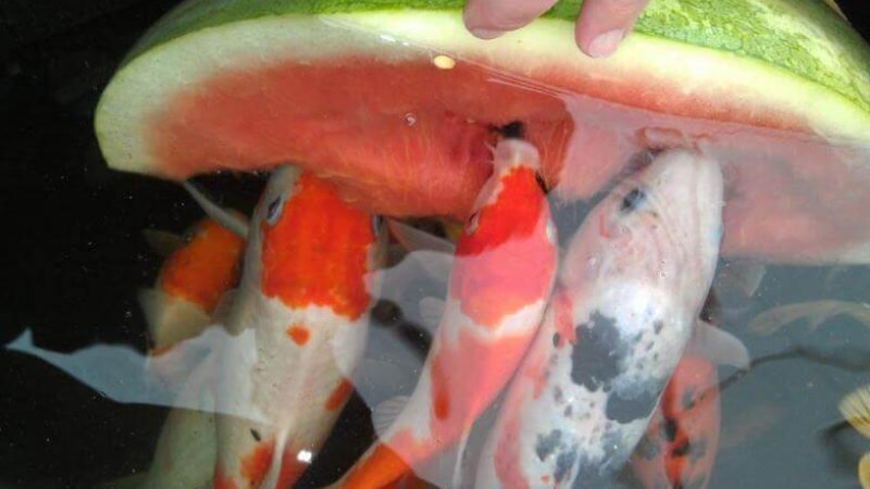 Koi fish eat watermelon