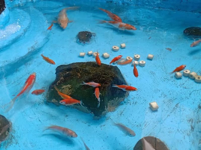Koi fish in swimming pool