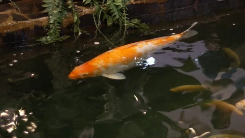 Koi fish is resting in the pond