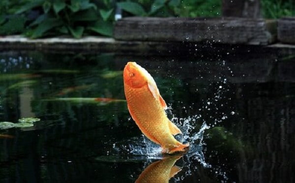 Poor water quality can cause koi fish to jump