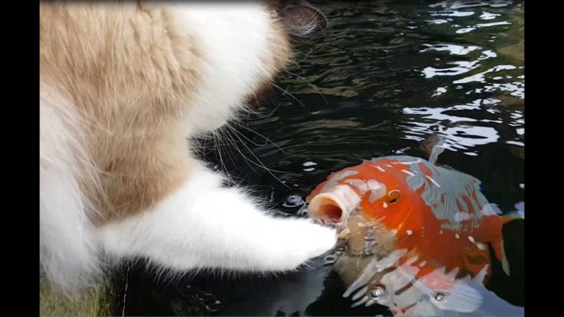 Koi fish may jump to avoid attacking by the cat