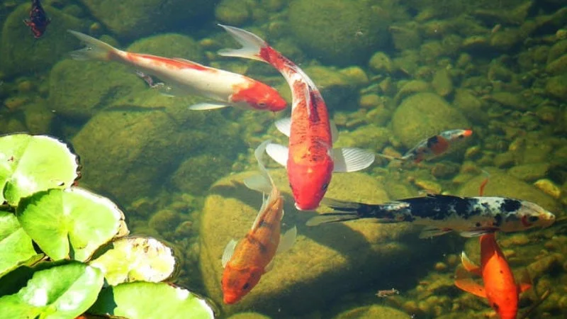 Koi fish rest on bottom of pond