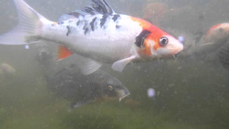 Koi may try to leap out of the water if the quality is bad