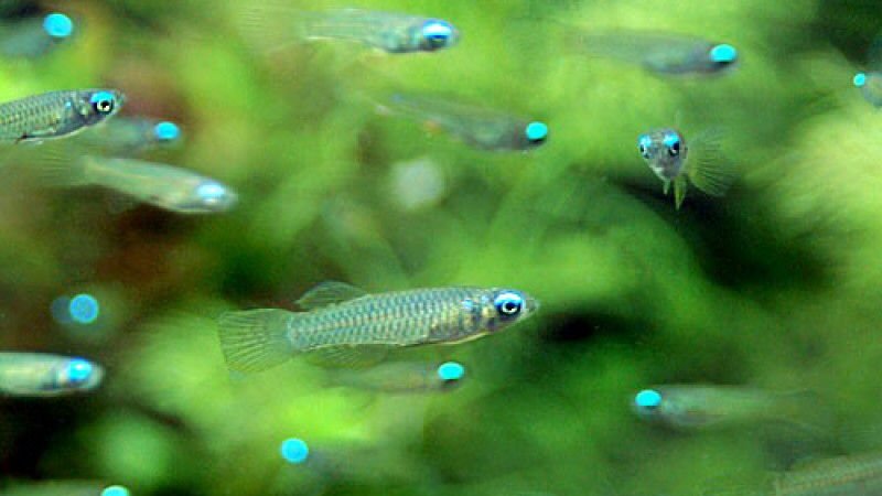 The Ultimate Lampeye Killifish Care And Tank Setup Guide