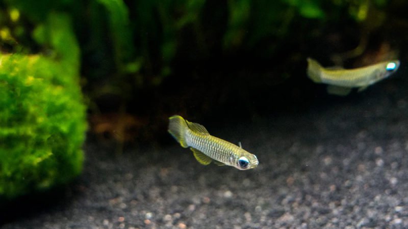  Lampeye killifish require vegetation to provide shade and cover for them to rest and hide