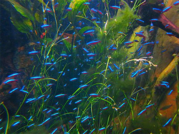 Neon Tetra Disease Treatment Top 3 Most Effective Ways