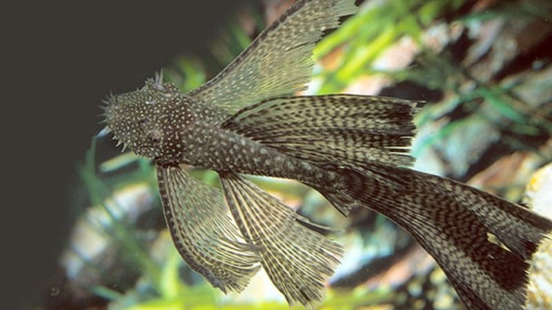 Longfin Bristlenose Pleco is an ideal tankmate for goldfish