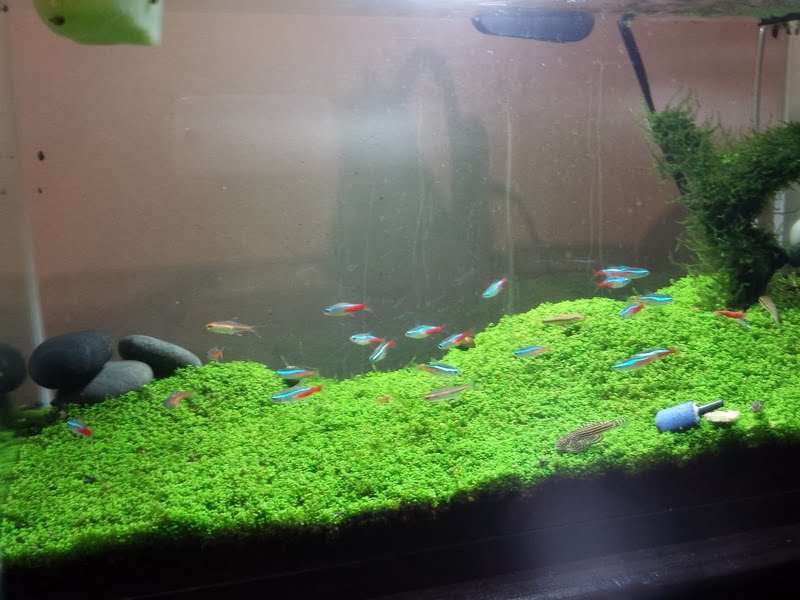 Maintaining a suitable temperature for Neon Tetras' survival