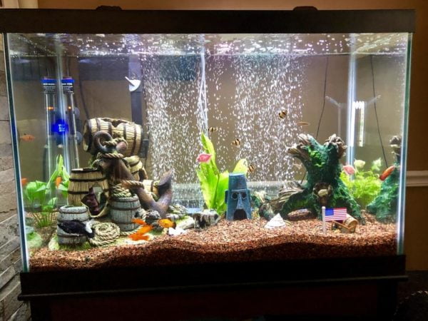 Make sure your aquarium water is always of good quality