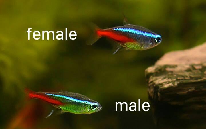 Male and female neon tetra