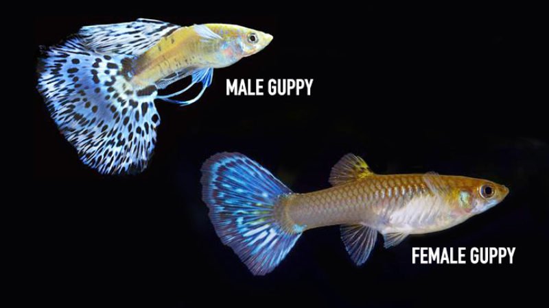 Male guppy fish are more colorful than the female