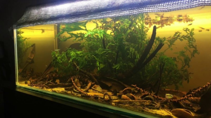 Lampeye do best in an aquarium tank that mimics lampeye's natural habitat
