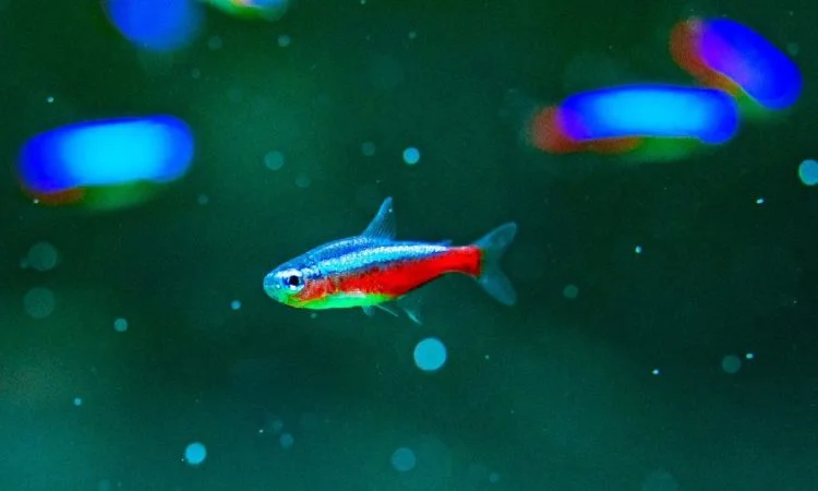 Neon tetra cannot live in coldwater