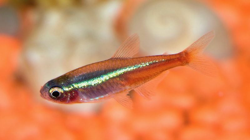 Neon tetra disease can be transmitted to goldfish