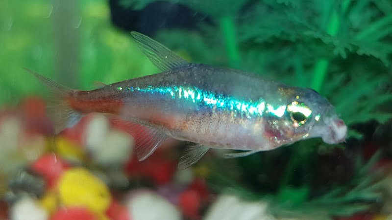 Neon Tetra Disease Mouth Infection: How To Know & Prevent
