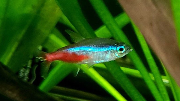 The 5 Characteristics Help You Know About Neon Tetra Disease Symptoms