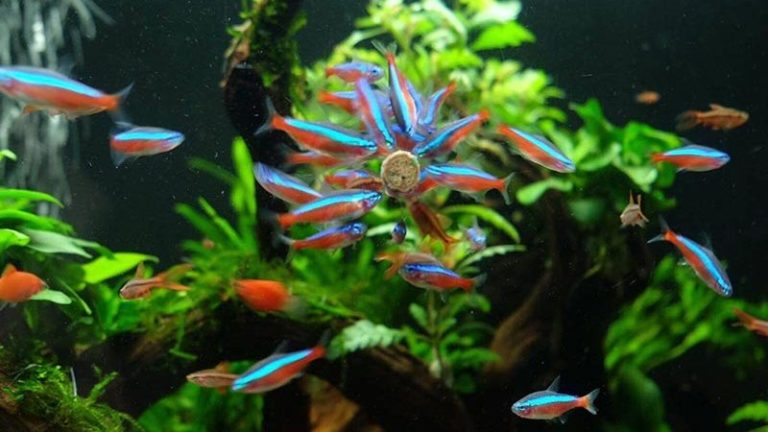 3 Questions That You Usually Meet About Neon Tetra Disease Treatment