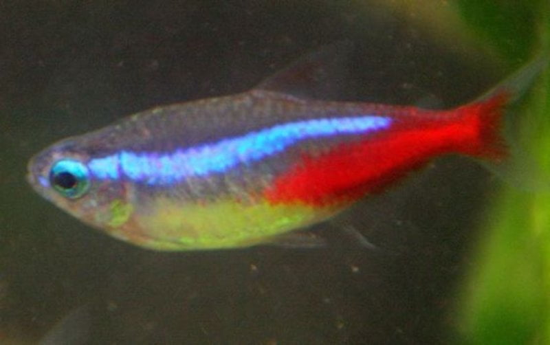 What Is Neon Tetra Disease? Why It Is The Most Dangerous?