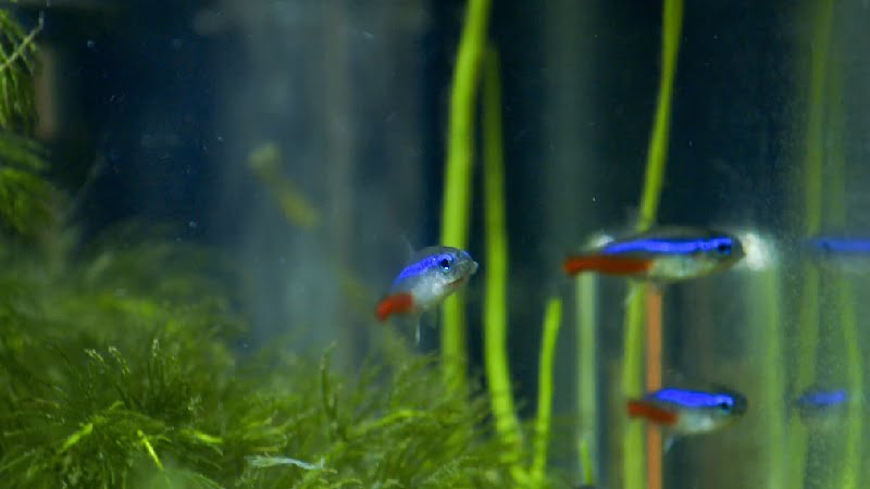6 Impressive Neon Tetra Fish Colors You'll Wish You Had