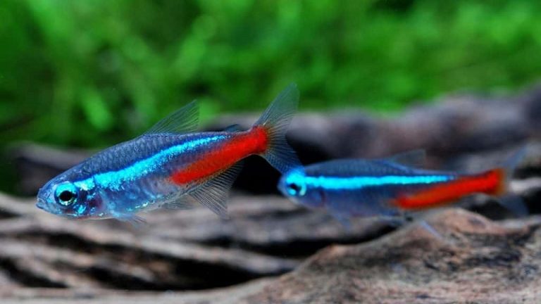 9 Interesting Neon Tetra Fish Types For Your Aquarium