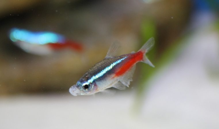 Neon tetra mouth growth