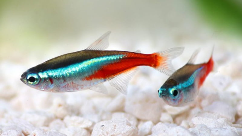 Neon Tetra Temperature: How To Breed, Prevent The Dangers & Tolerance