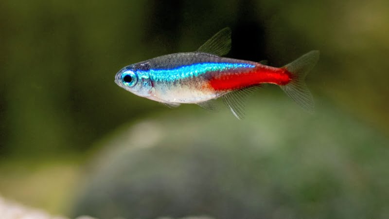 Neon Tetras Water Temperature: Top 5 Crucial Questions To Answer Your Wonders