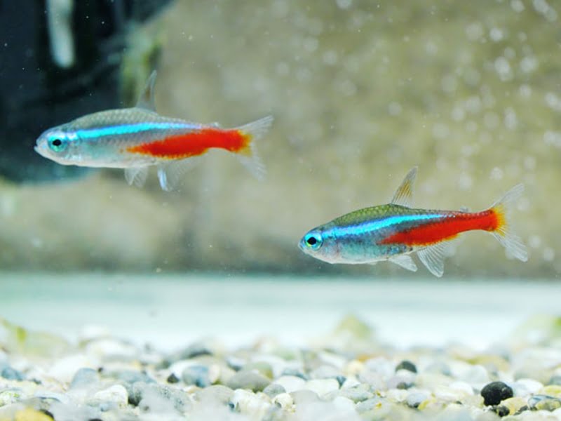 Neon tetras are fin nippers