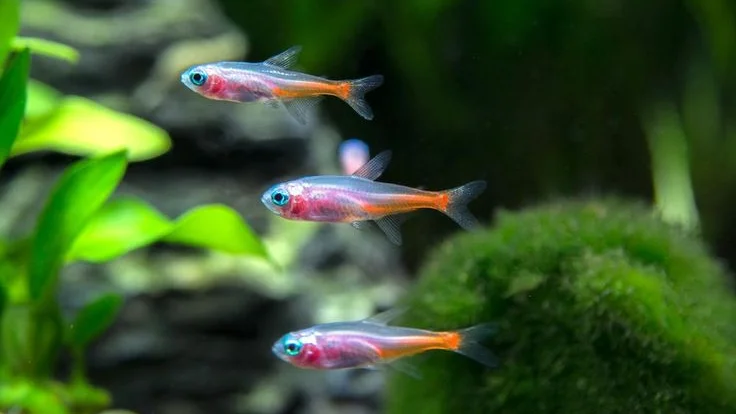 Neon Tetras are hardy fish