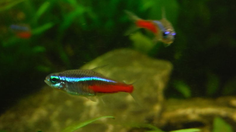 Neon tetras are playing