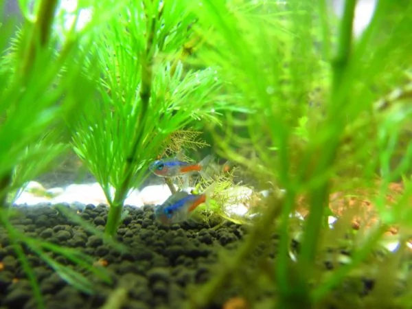 Neon Tetras hiding in the tank is a symptom of stress