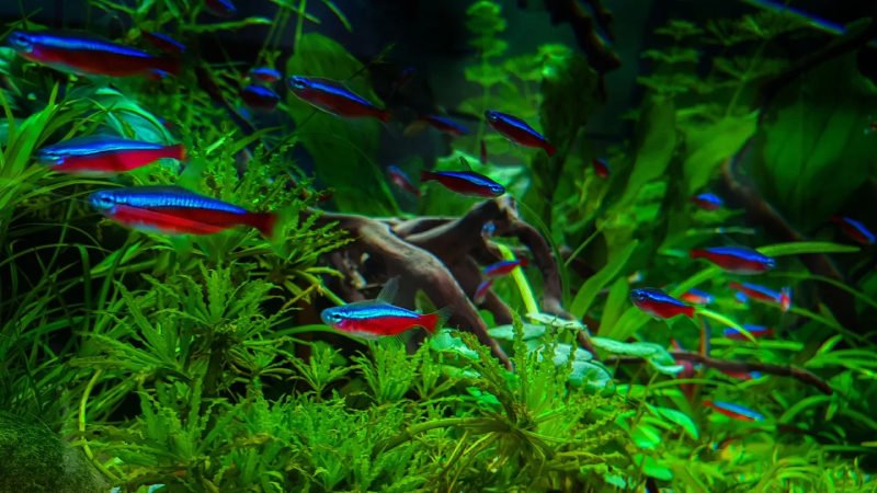 You can keep from 10 to 30 neon tetras in a 20-gallon tank