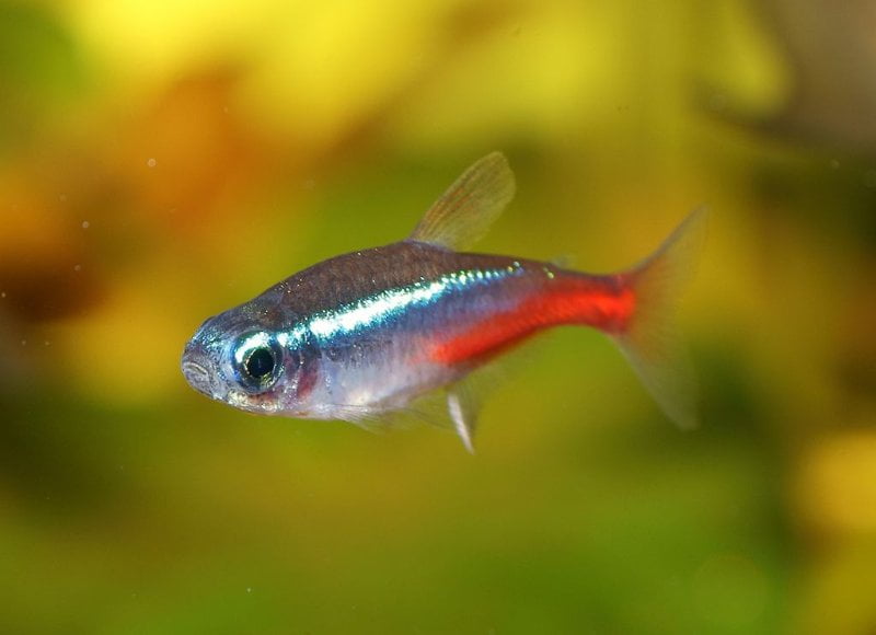 Top 5 Questions About Neon Tetras Water Temperature