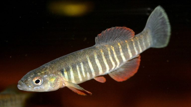 Dicovery of robust northern plains killifish growth and more