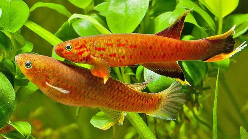 Orange Australe Killifish - Top 8 Interesting Information About This Fish That You May Not Know