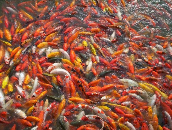 Overcrowded koi pond
