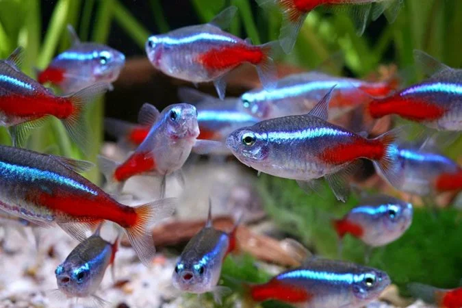 Overcrowded Neon Tetras tank