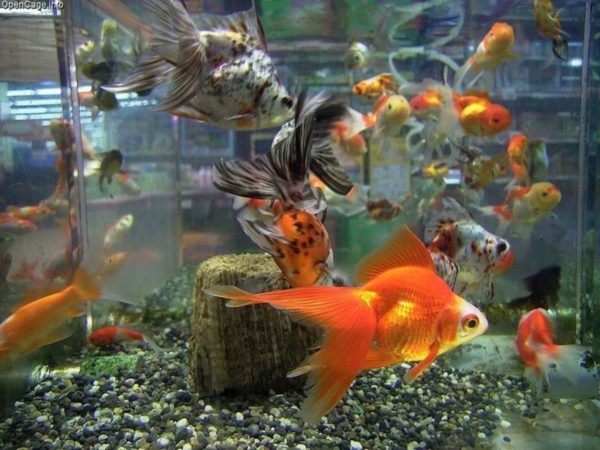 Overcrowding can lead to goldfish fighting