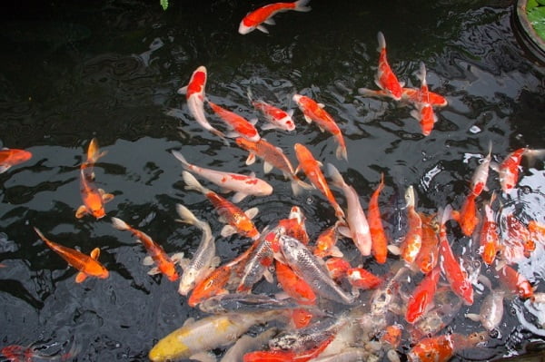 Overcrowding can make koi fish jump out of the water