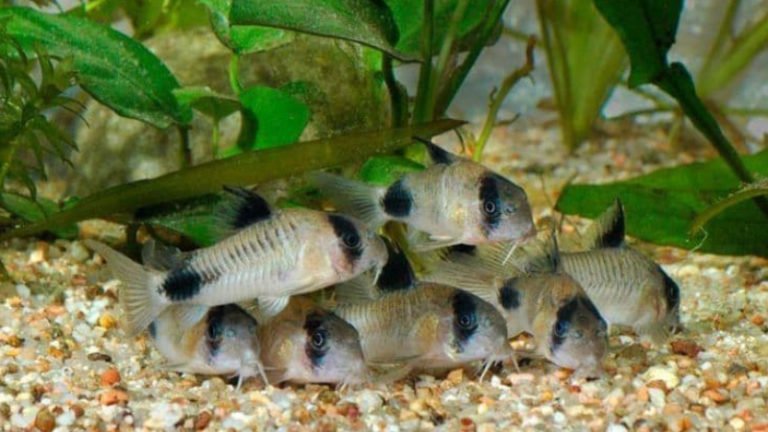 Panda Cory Catfish Breeding: All You Need To Know To Make It Successful