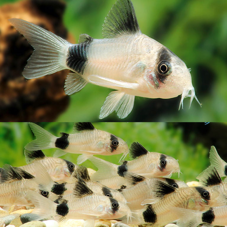 Panda Cory Catfish Breeding A Complete Guide For Success