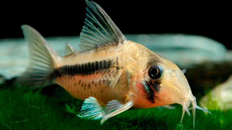 Pink Cory Catfish: All Detailed Information, Including Appearance, Behavior, Caring, Breeding, And More