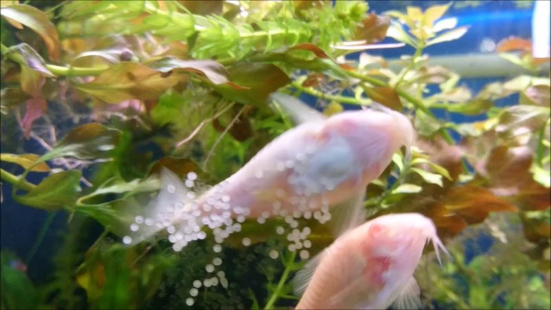 Pink cory catfish lay egg