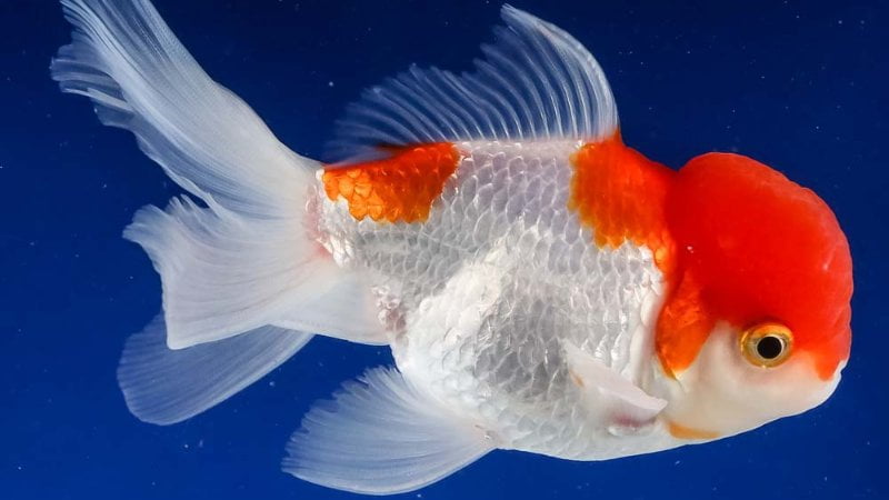 Pink Oranda Goldfish: Top 7 Information That You Need To Know When Raising This Fish