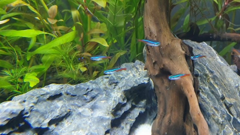Place plants in neon tetra fishbowl